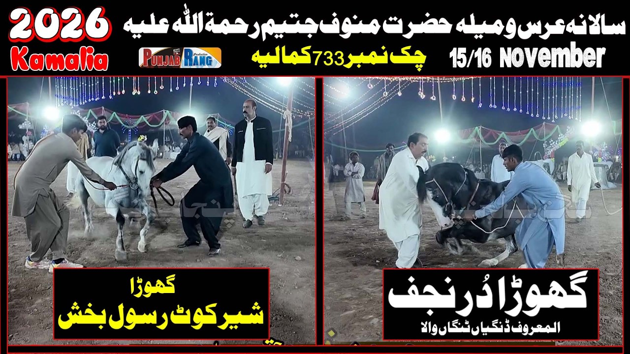 Dur e Najaf در نجف l Shear e Kot Rasool Baksh l Horse Dance 15 November 2025 Manoof Jateem Kamalia