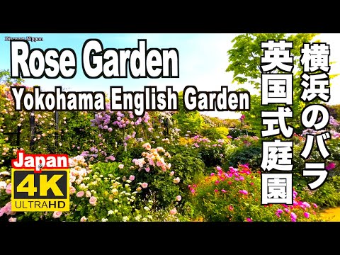 4K Rose in Yokohama English Garden 横浜イングリッシュガーデンのバラ バラの名所 薔薇園 横浜観光 横浜の名所 横浜旅行