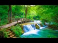 Relaxing Music For Stress Relief, Forest Birdsong Nature Sounds - Deep Healing Music for The Body