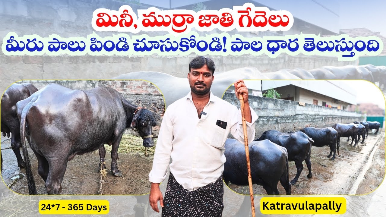 కాట్రావులపల్లి దగ్గర చలికాలం గేదెల ధరలు తగ్గి ఉన్నాయి || Mini, Murrah Buffaloes For Sale 