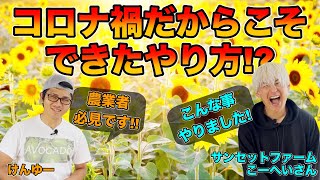 【プロの花農家に聞く】観光農園の工夫と努力！コロナ禍にやった戦略でバズった！！ひまわりの栽培方法など！【サンセットファーム・池原公平さん】Effort of tourist farms!