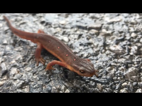 Video: Verschil Tussen Newt En Salamander