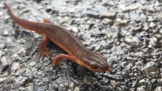 What’s the DIFFERENCE between a newt and a salamander