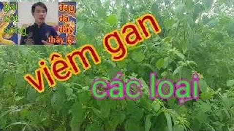 cây nhân trần lớn - trị bênh xơ  gan - cây bồ xít trị bệnh gan - cây bồ xit -  cây thuốc nam trị gan