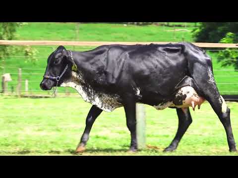 LOTE 13   ATENA FIV STEVE SANTA LUZIA – 0023CL