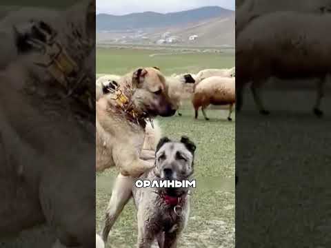 Хитрые волки против УМНЫХ алабаев 🐺🧠🐕