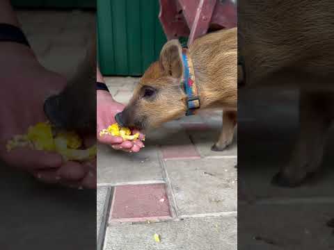 Кайфует когда вкусно #кабан #животные #лесной #hunting #animals #собака #labrador #fishing