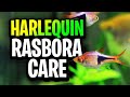 Harlequin Rasbora Care Guide: Setup, Feeding, Tank Mates, and Water Parameters Explained!
