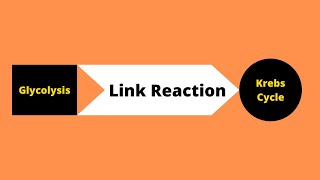 Pyruvate oxidation OR Link reaction | Cellular Respiration | Ibad Biology
