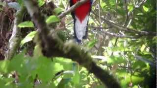 Resplendent Quetzal in the wind