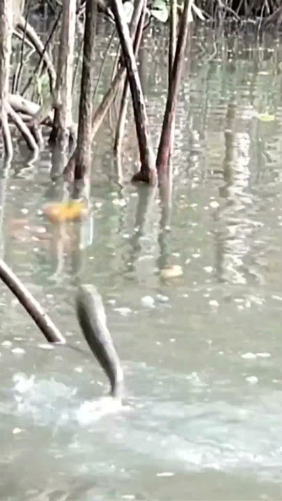 when the new bait is lowered directly into the catch #shorts #mullet_fishing #fishing_hook