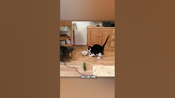 Why Cats Scared Of Cucumbers?