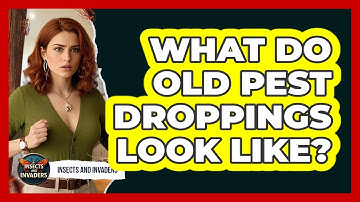 What Do Old Pest Droppings Look Like? - Insects and Invaders