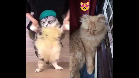 Video 11685011: cat kitten animation meow, cats kittens meowing cute, funny cats kittens meowing