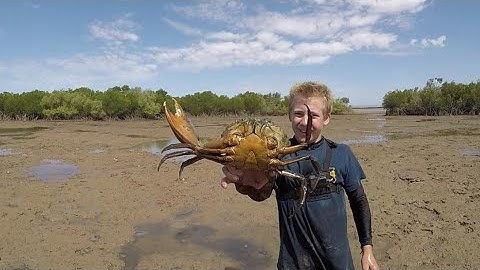 GIANT MUDCRAB CAUGHT WITH BARE HANDS IN REMOTE CREEKS ON THE COAST OF AUSTRALIA.