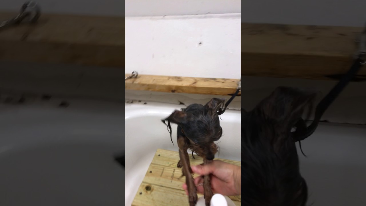 my favorite groomer clippers BAPE4586