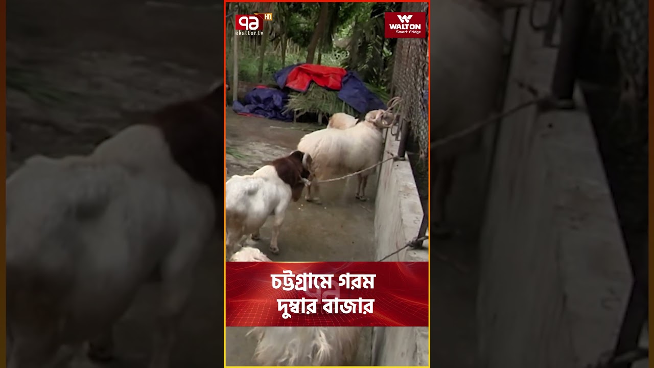 Gayrioddiy mushuk shakllari