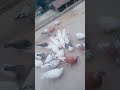 viral #kabutar #video#$
