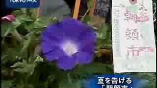 夏を告げる「朝顔市」