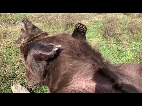 Leo the bear getting belly rubs and scritches.