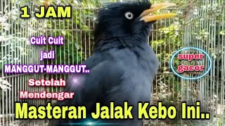 💥 MASTERAN BURUNG JALAK KEBO SUPER GACOR ISTIMEWA DURASI PANJANG COCOK UNTUK PANCINGAN SEMUA JALAK