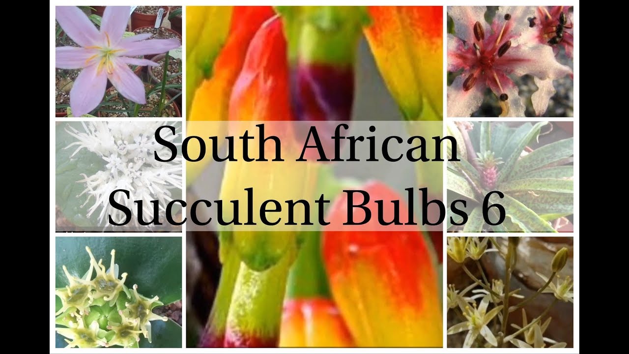 soft succulent fake plants succulents|artificial plants succulents|artificial succulent  plant – Palm Bungalow main image 0