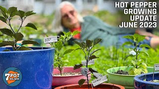 Hot Pepper Growing Update June 2023 by 7 Pot Club 6,605 views 10 months ago 8 minutes, 51 seconds