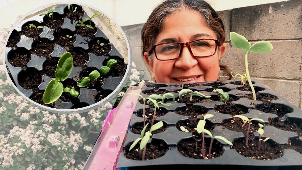 Funcionó la alfombrilla térmica? | Seguimiento a siembra en almácigos