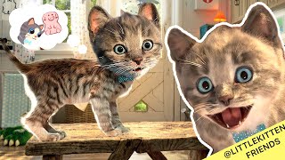 Little Kitten Preschool Adventure Educational Games For Kids Ios Cute Kitten Pet Care Learning #1036