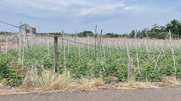 1000m2 vuông vức 26,5m đường nhựa ngay hồ lớn mát mê chỉ 1,4 tỷ. 0971464923