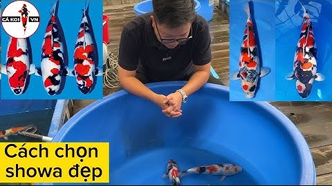 Cách Chọn Cá Koi Showa Đẹp