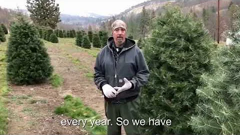 Tour an Oregon Christmas Tree Farm