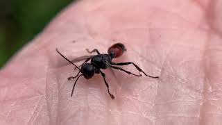 Lestiphorus piceus, a Crabronidae wasp in the tribe Bembicini