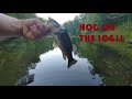 Hoghunterz hog on the log