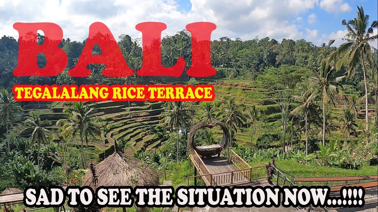 Tegalalang Rice Terrace Bali | Bali Rice Terrace Current Situation | Bali Situation | Bali Update