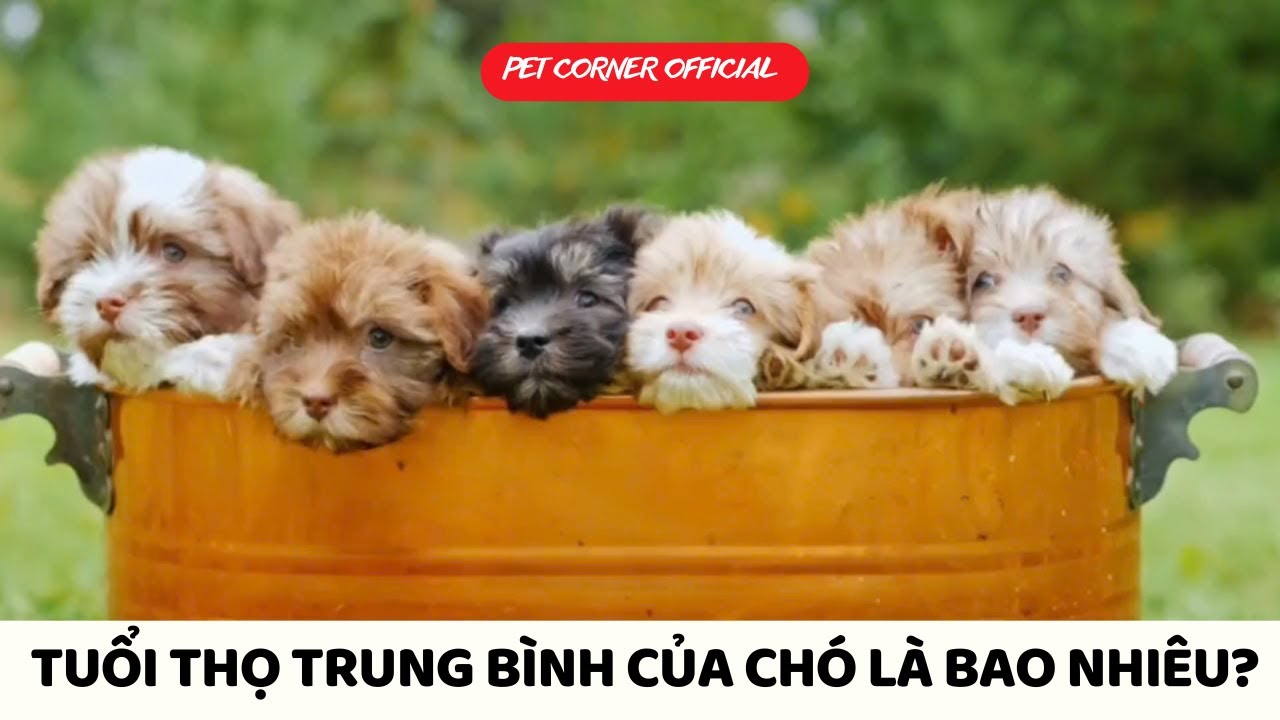 Tuổi thọ trung bình của chó là bao lâu? - Pet Corner