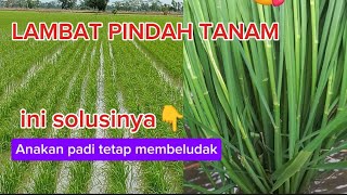 MEMPERBANYAK ANAKAN PADI PALING AMPUH