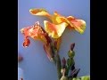 ACHIRA o CAÑA INDIA (Canna indica) PLANTAS MEDICINALES