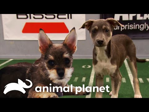 🔴 WATCH NOW: Smallest Puppy Players Ever | Puppy Bowl | Animal Planet