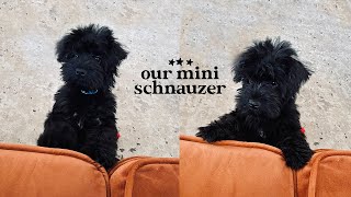 Our 13weekold MINIATURE SCHNAUZER puppy! | Schnauzer Dog 101 Care & Breed Info