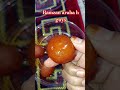 yummy gulab jamun#sweetrecipe #ramzan #shortsvideo #viral
