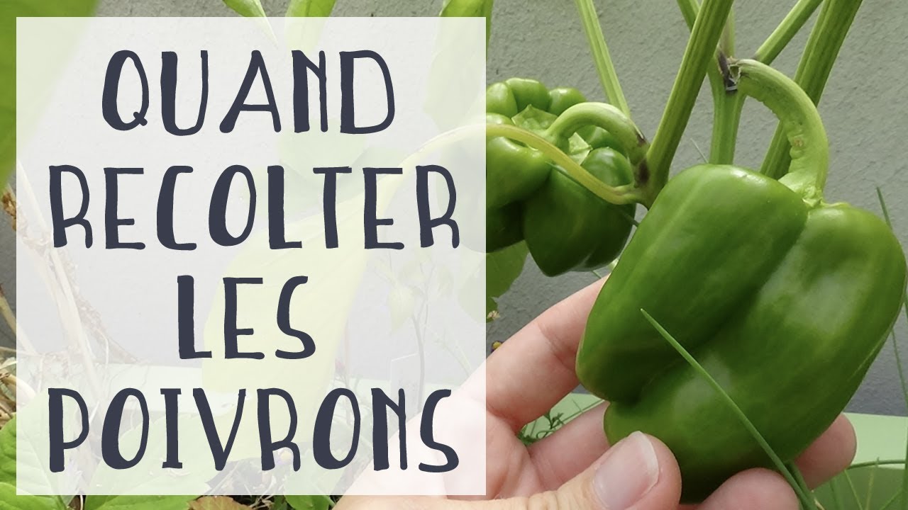 Tout savoir sur le poivron vert