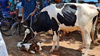গরুর দামি বলে না বিখ্যাত ধাপের হাটে ফ্রিজিয়ান দুধের গাভীন গরু আজকের ভিডিওতে