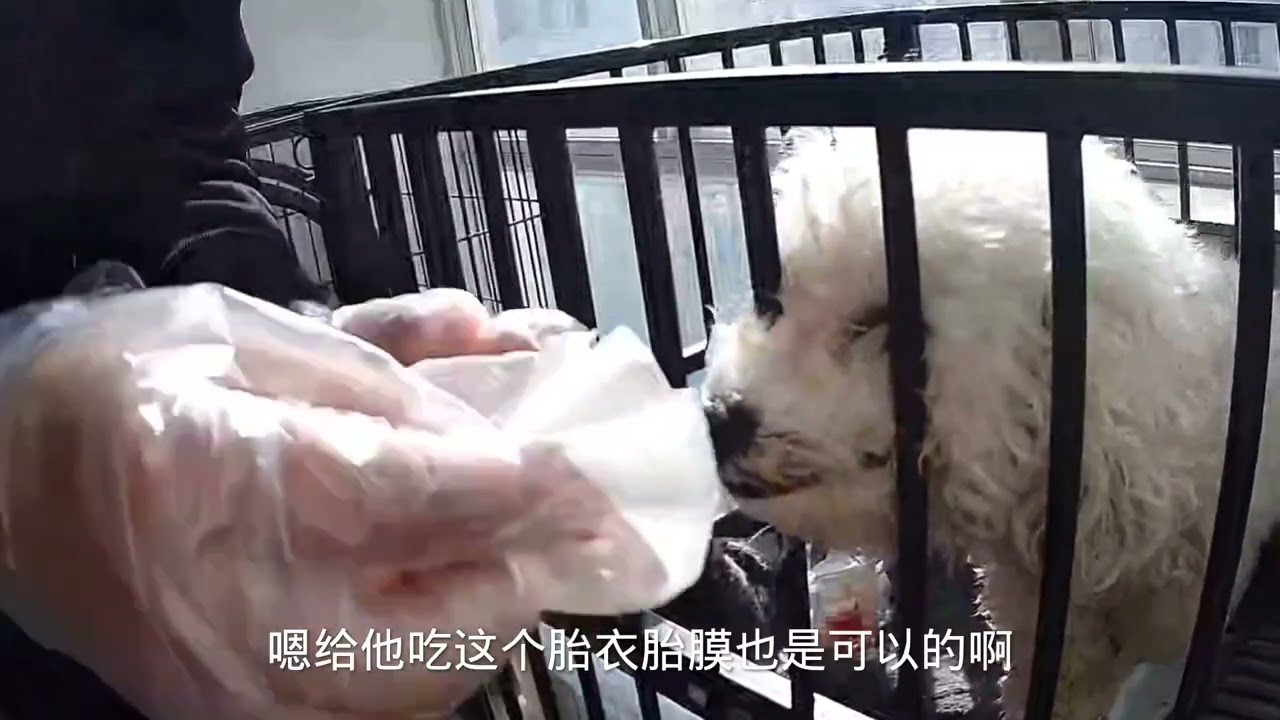 比熊生了三只宝宝，教大家怎么给狗接生