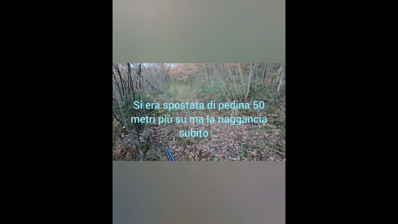 A Beccacce con il Breton .La piccola Cocò di due anni alle prese con le ultime beccacce di Gennaio