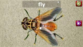 Insect Jigsaw Puzzle and Memory Games  Educational fun for preschool children screenshot 5