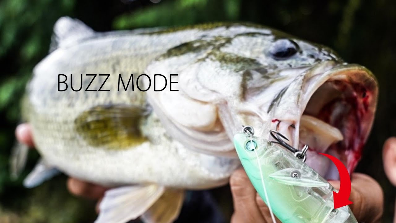 特殊ルアーのバズモードが最高です 秋のバス釣り Youtube