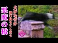 50匹もの犬が突然飛び降りた悪魔の橋とその理由がヤバすぎる【都市伝説】【犬鳴村】【心霊】