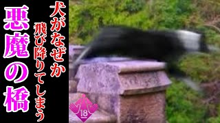 50匹もの犬が突然飛び降りた悪魔の橋とその理由がヤバすぎる【都市伝説】【犬鳴村】【心霊】