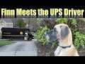 Finn Meets the UPS Driver